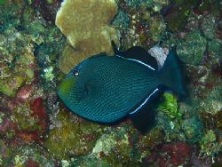 Black Durgon from Grand cayman with nice diamond patterns... by Brian Mayes 